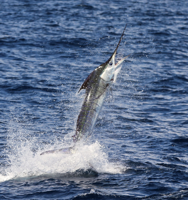 Marlin jumping at Bermagui