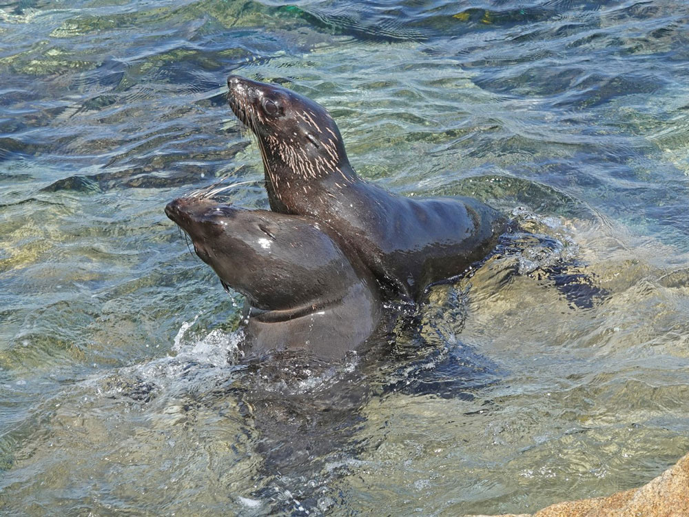 Seals at Bermagui