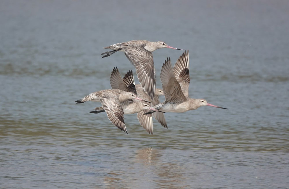 Bar tailed godwits