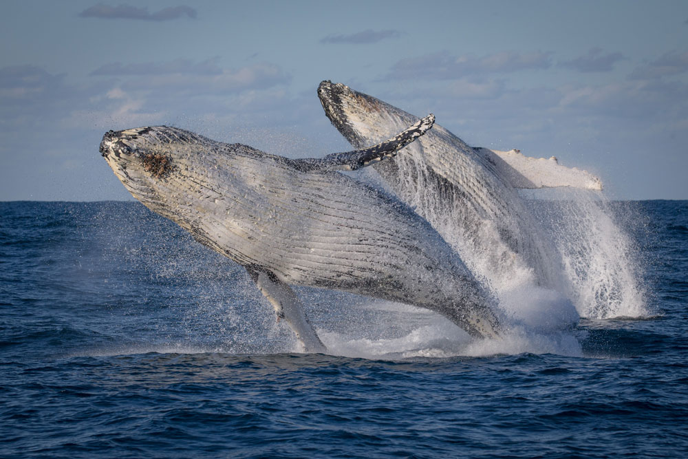 Whales breeching